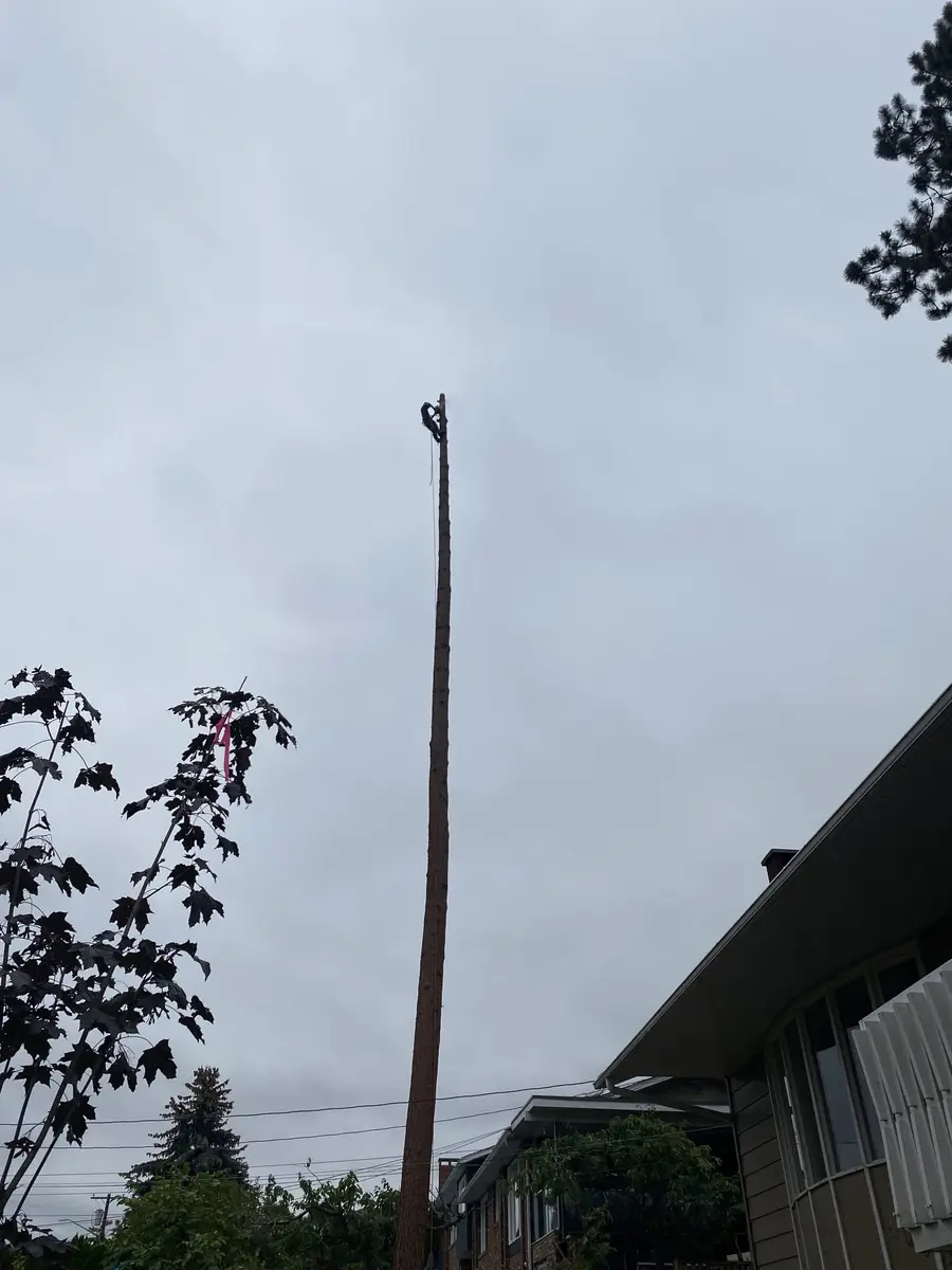 Tall Ponderosa pine removed beside an Okanagan home