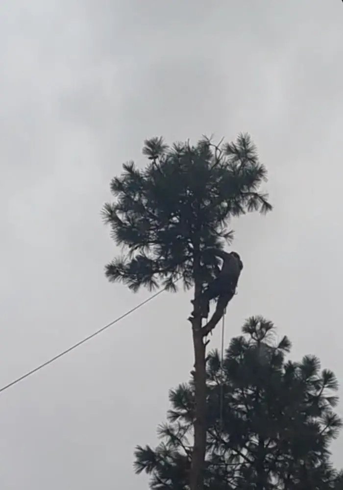 KingTek climber topping a tall tree during a technical removal