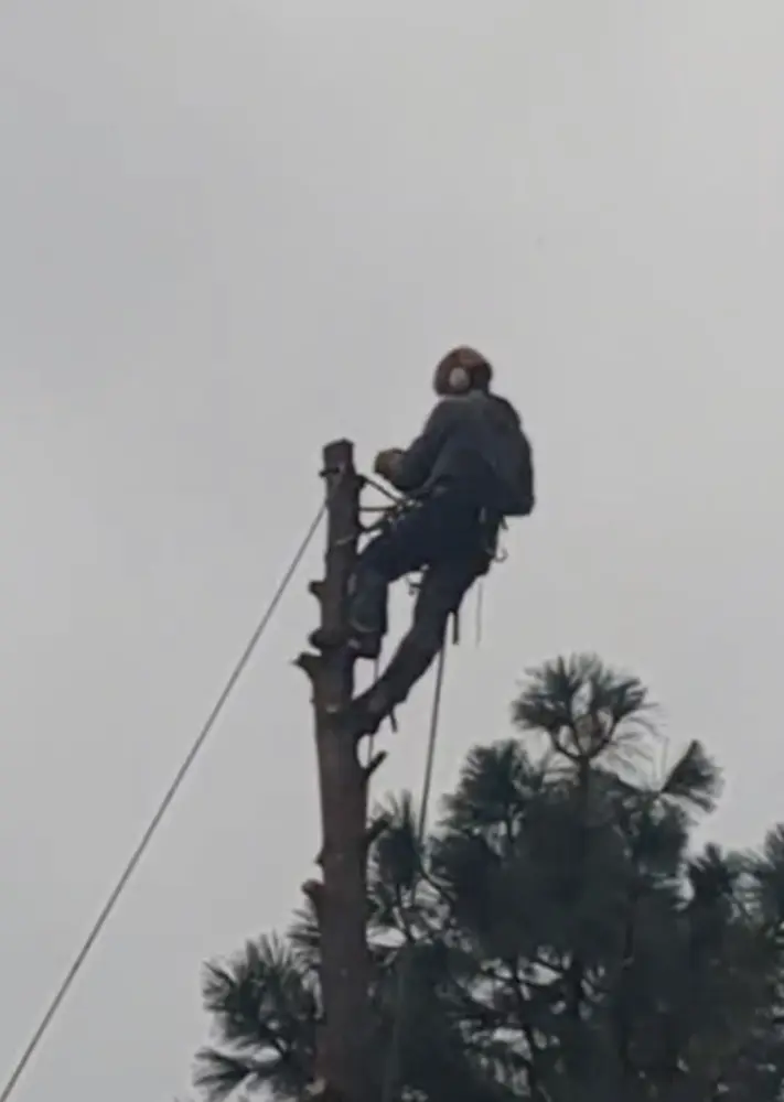 Roped climber sectioning a tree from the top down