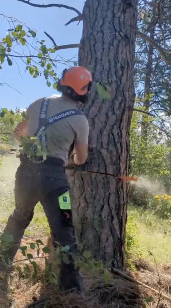 Making the base cut on a large Ponderosa pine removal