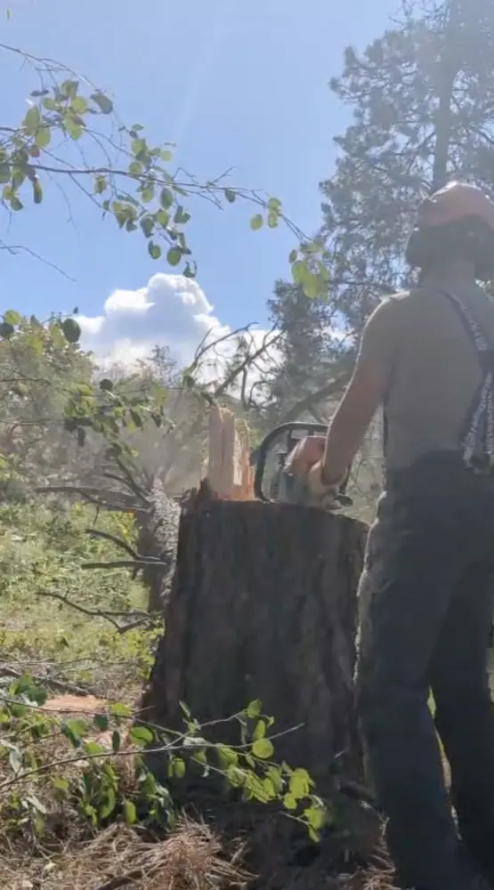 Fresh-cut stump after a tree removal on an Okanagan property