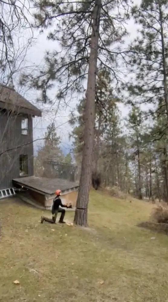 Tree work on a lakeview acreage property in the Central Okanagan