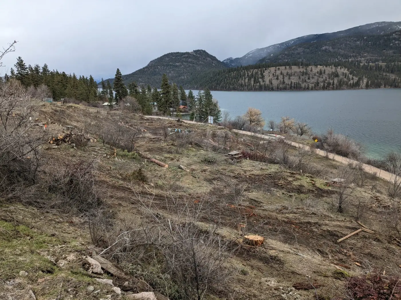 Forestry mulching clearing dense brush on a Central Okanagan lot