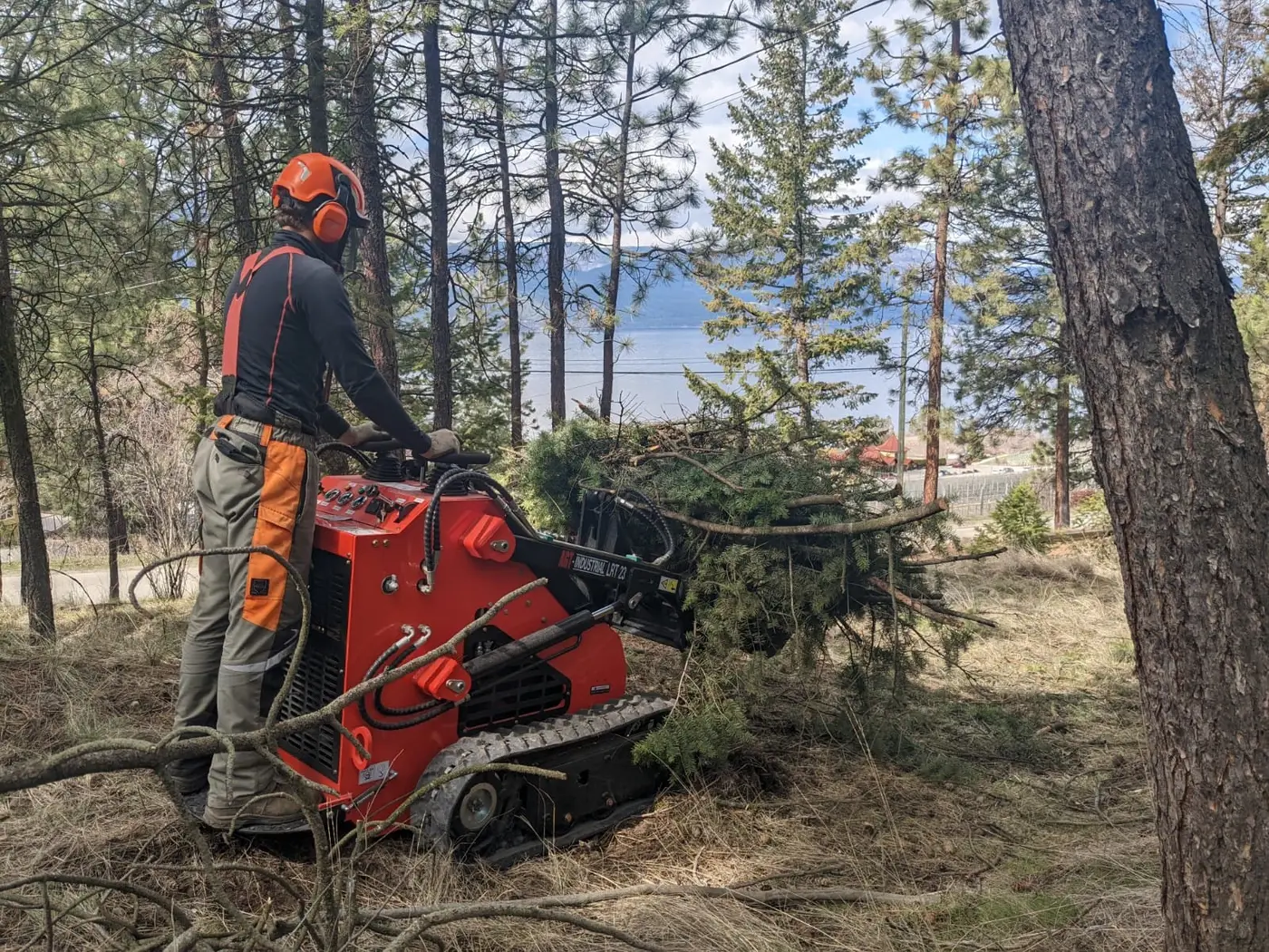 Crew felling a Ponderosa pine on a steep slope near Kelowna