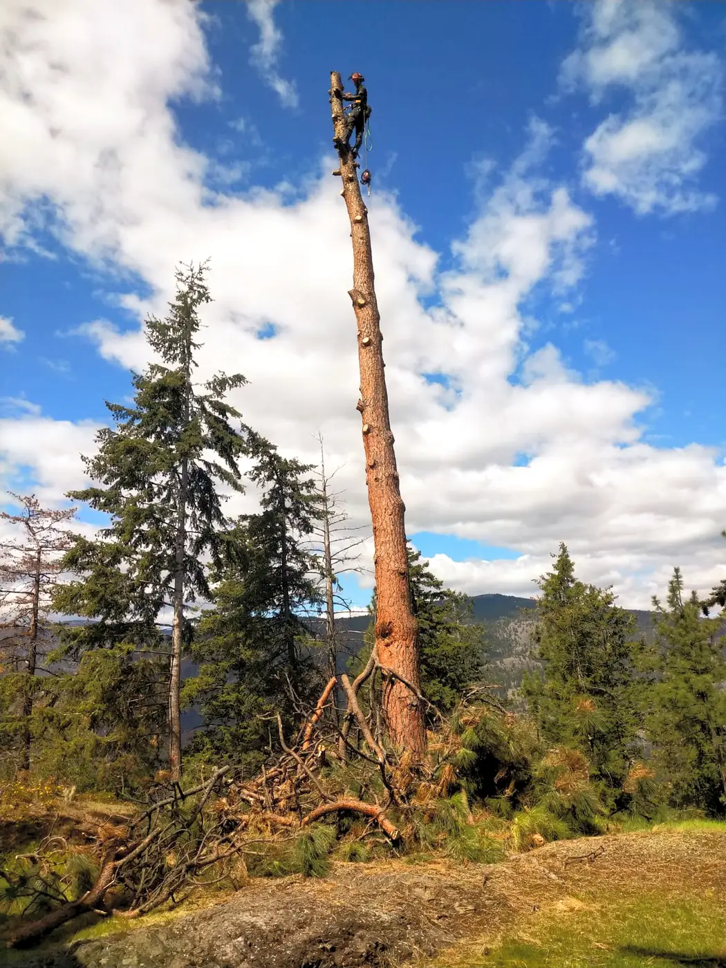 Tree pruning and trimming on a residential Kelowna property