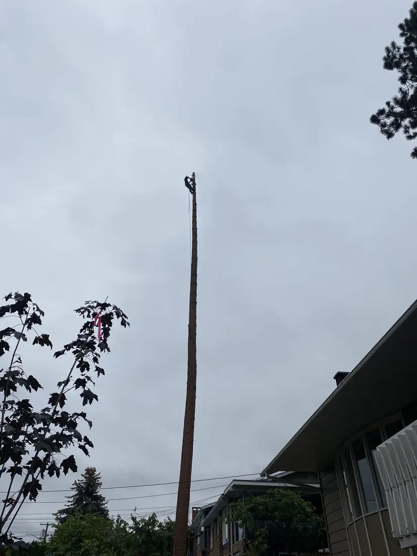 KingTek crew removing a tall Ponderosa pine beside an Okanagan home